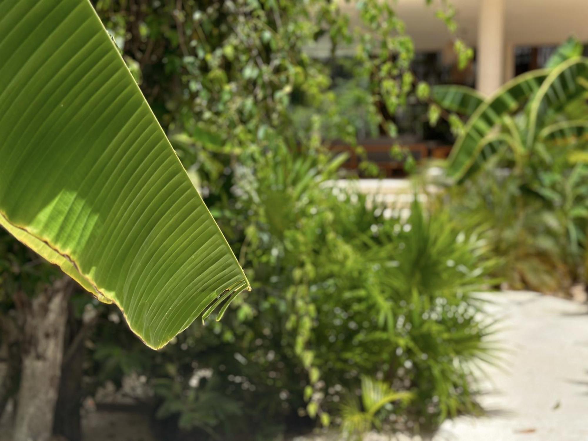 Ophelia Tulum Condo In Aldea Zama ภายนอก รูปภาพ